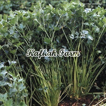 Benih 150 Biji Seledri BAMBY