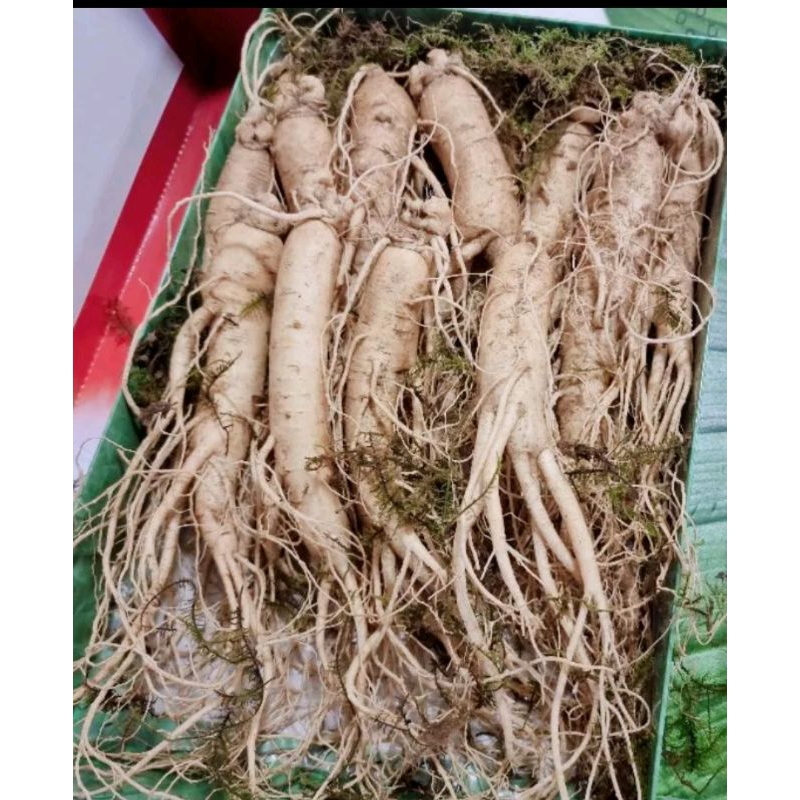

Gingseng merah koea asli