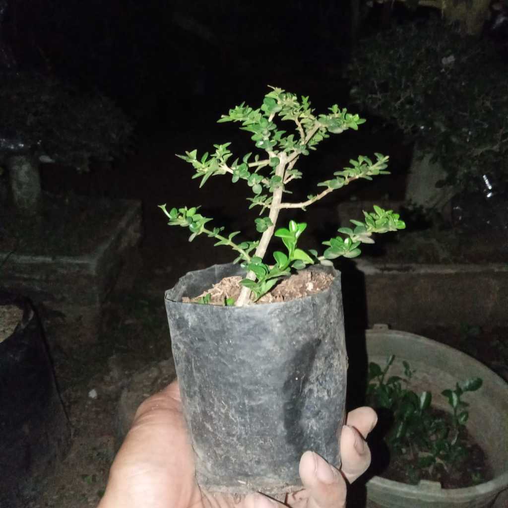 bonsai mame sancang