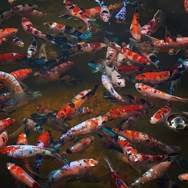 CUPANG NEMO KOI BETINA FULL TELUR