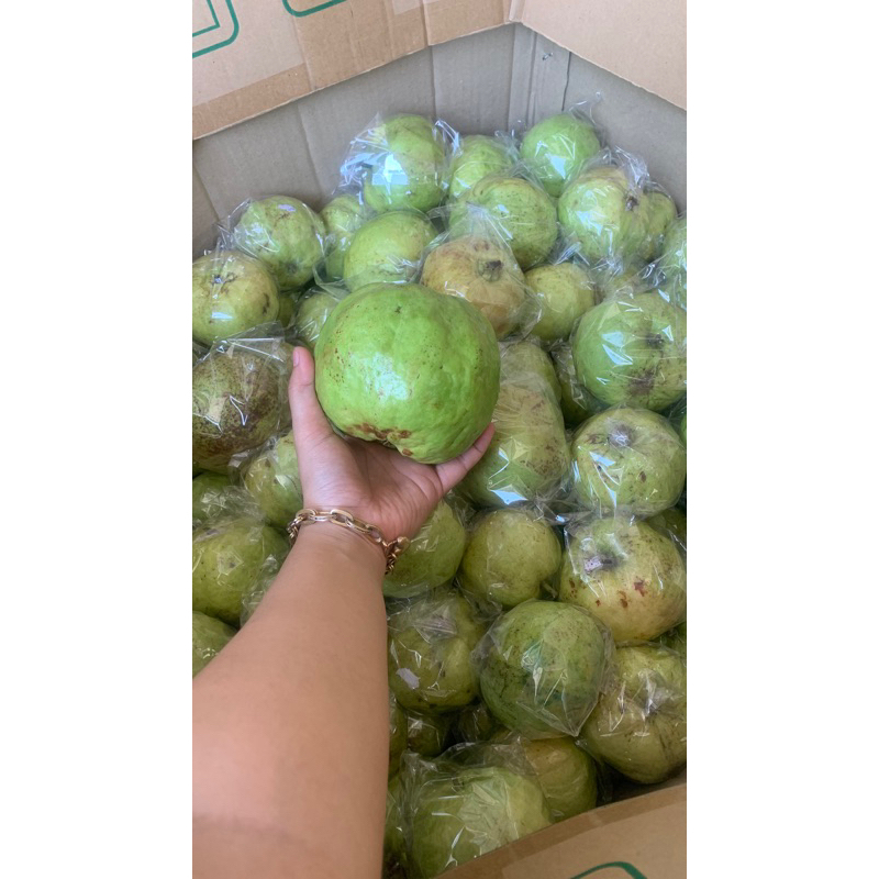 

jambu kristal /5kg (fresh petik langsung saat pesanan)