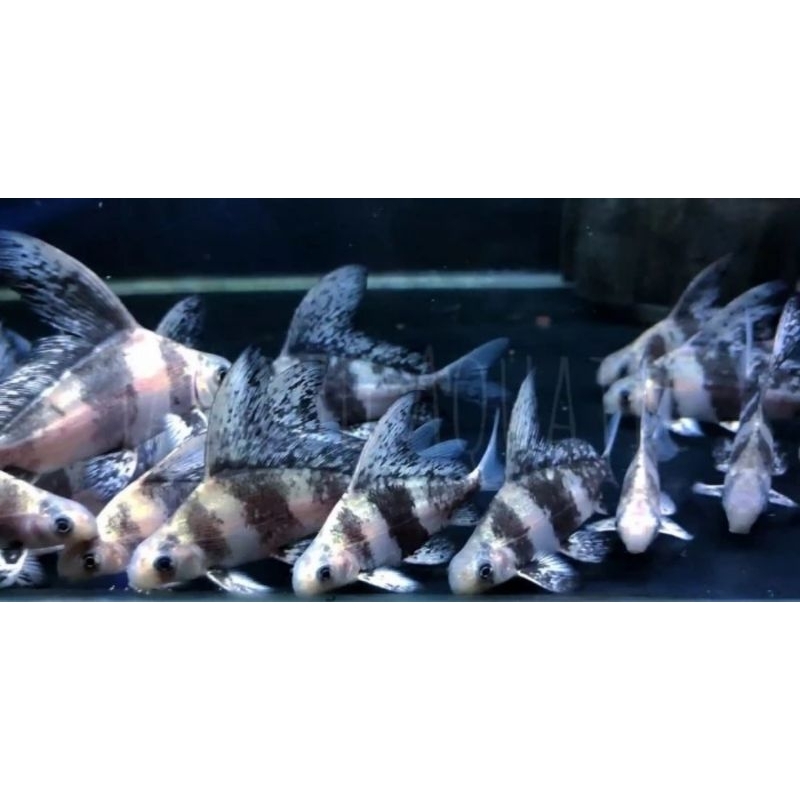 CHF / Chinnese high fin ±20cm