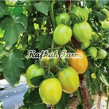 Benih 5 Biji Tomat TM MARINA