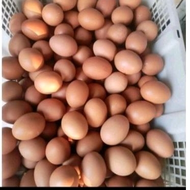 

telur ayam 1/2 kg