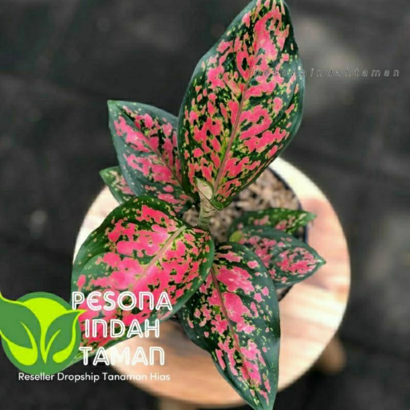 Tanaman Hias Aglonema Dud anjamani-aglonema dut anjamani Aglonema