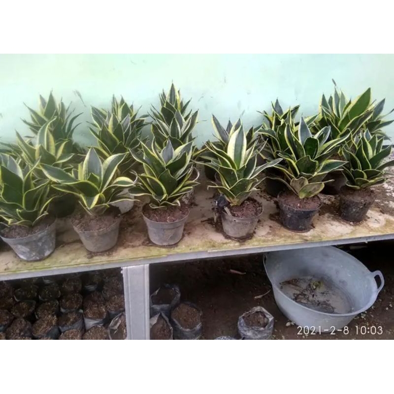 ID SANSIVERA PAGODA SUPER JUMBO