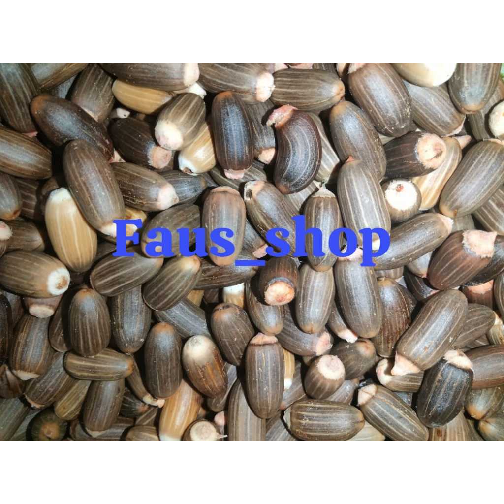 

BIJI TANGKIL 1 KG