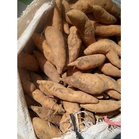 

ubi madu berat kurang lebih 500gr