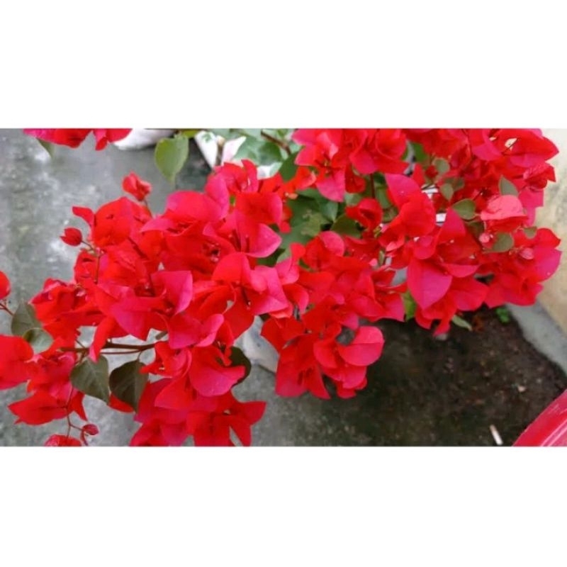 Bougenville Merah Mega ORI
