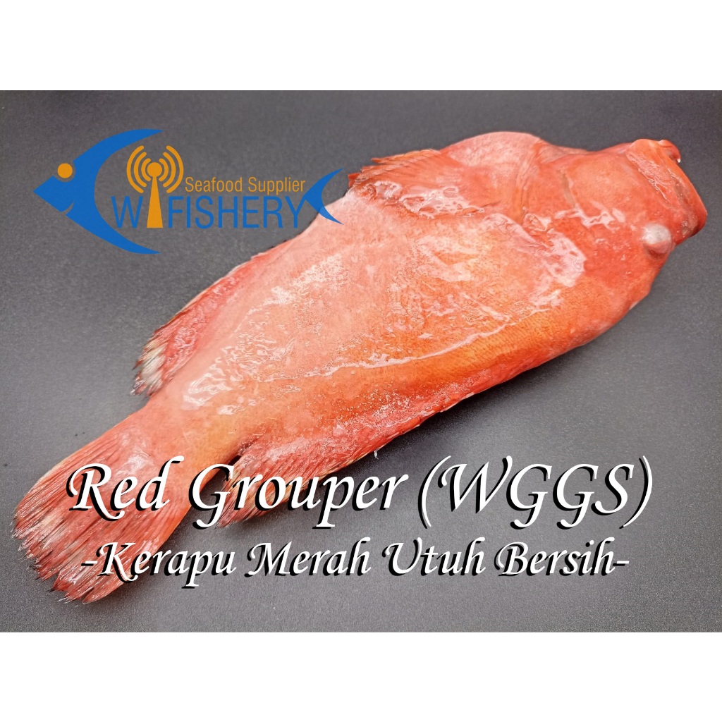

Kerapu Merah Utuh Bersih - Red Grouper WGGS