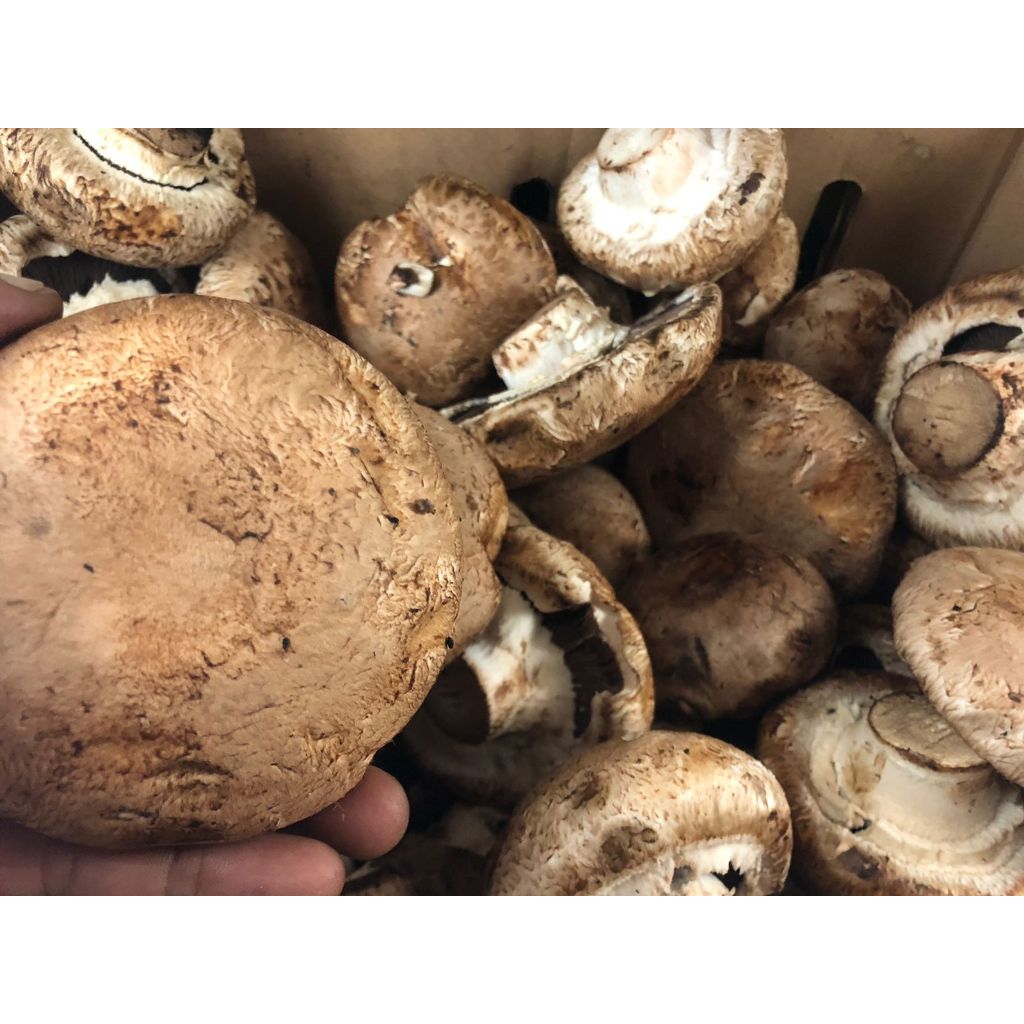 

Jamur Portabello 500 gram