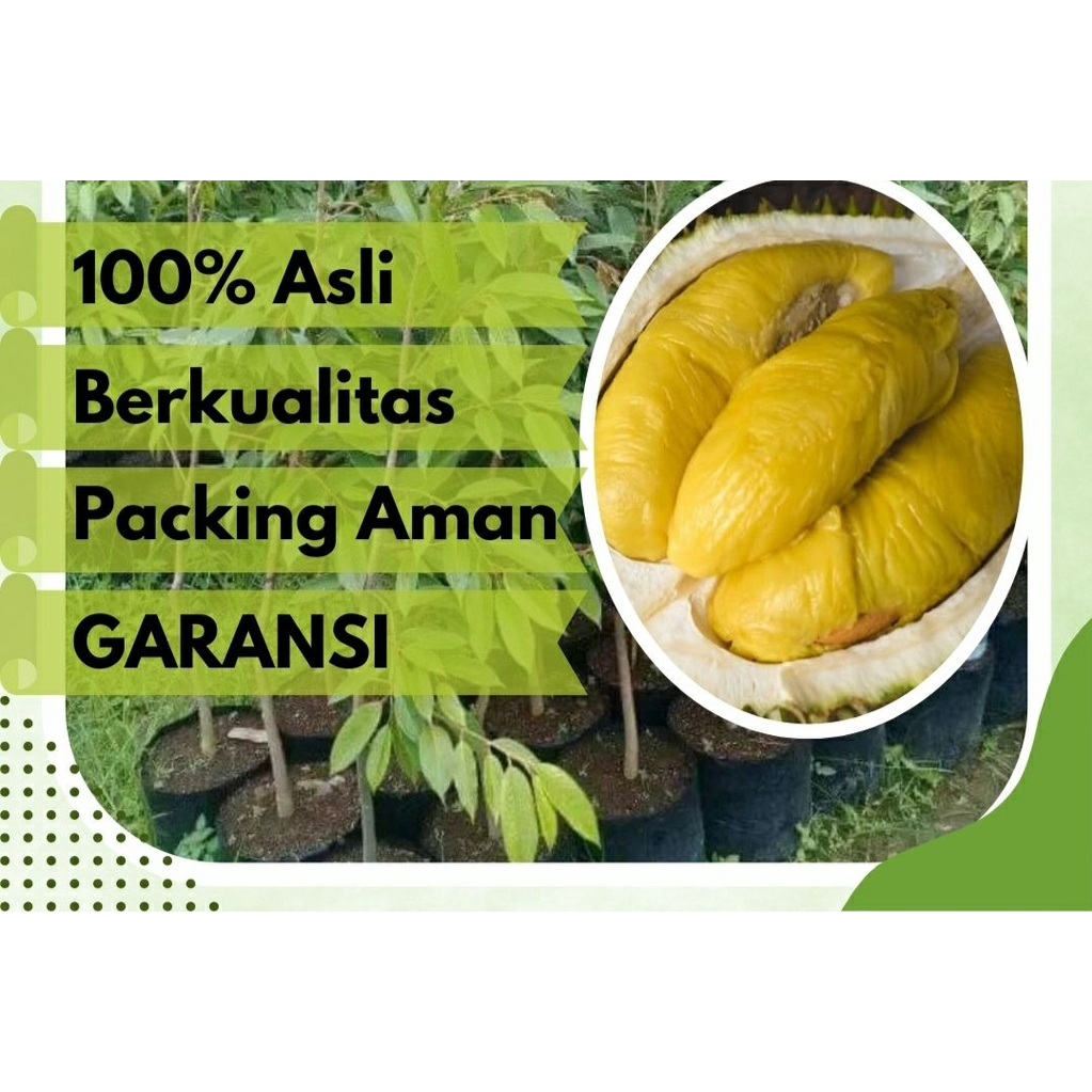 

Bibit Buah Durian Musangking Asli