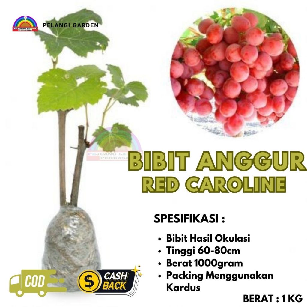 Bibit Anggur Red Caroline Unggul, Bibit Anggur Import Red Caroline, Bibit Anggur Red Caroline Super 