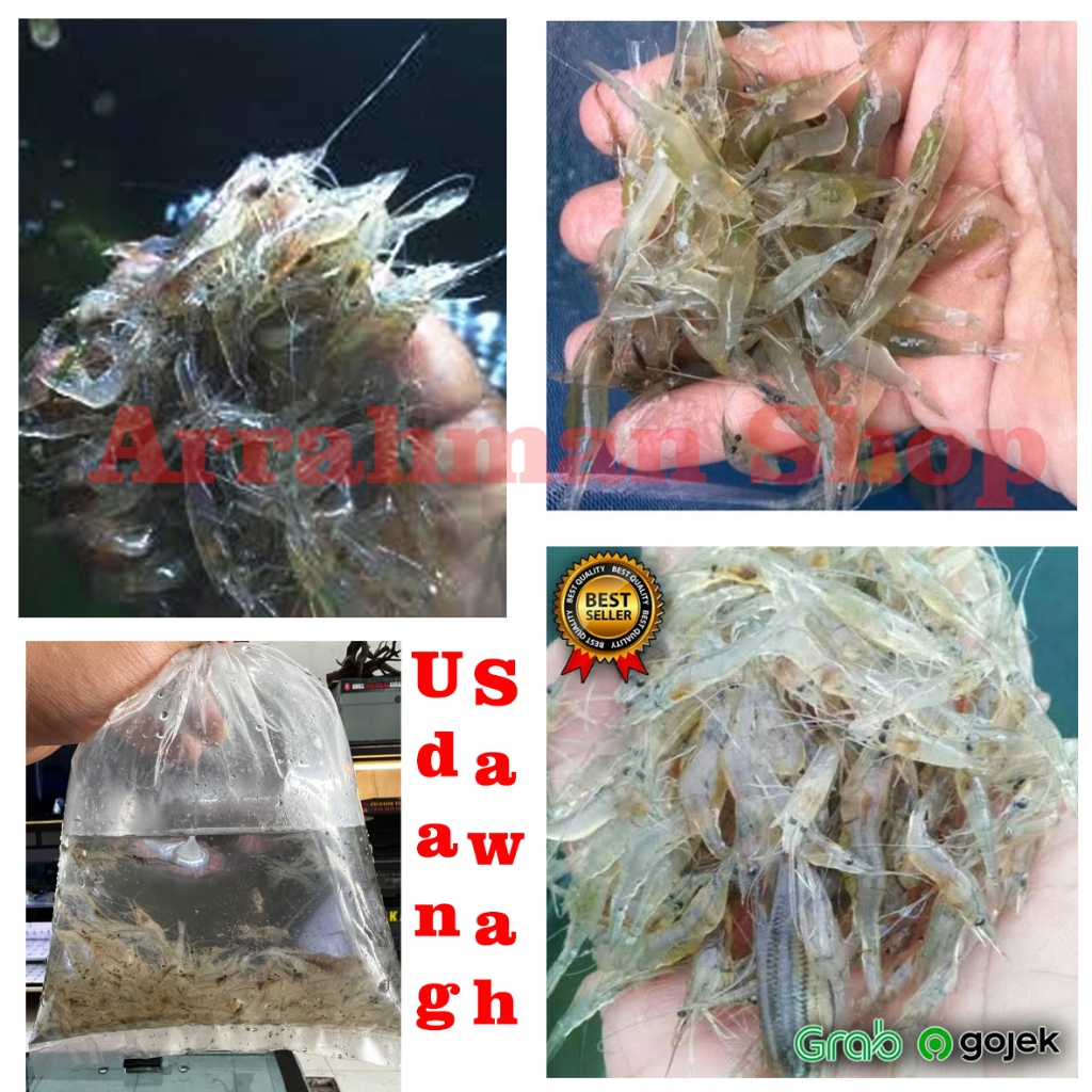 

udang fresh makanan hewan air udang sawah hidup pakan predator - Udang Hidup Air Tawar Fresh Pakan Ikan