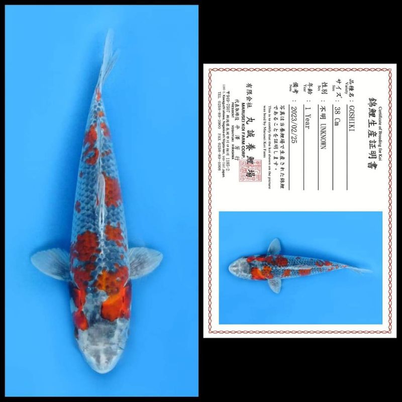 ikan koi import marusei goshiki 38 cm
