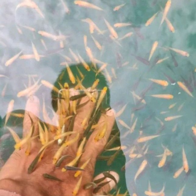 BIBIT TERAPI/NILEM LEMON UK 1-3 CM PAKET 50-100 EKOR