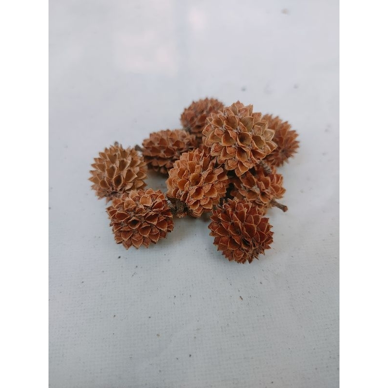 Biji Cemara/Buah Cemara Udang/ Cemara Laut Kering 20pcs