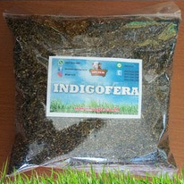 Bibit Indigofera 1 Kg