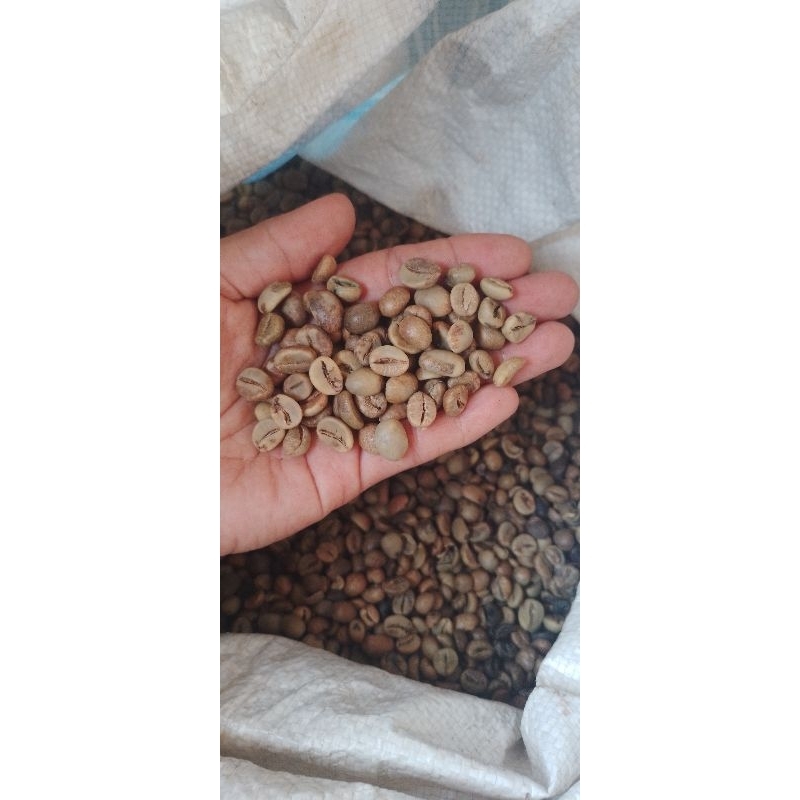 

Green bean/kopi mentah kopi Robusta Ranau okus
