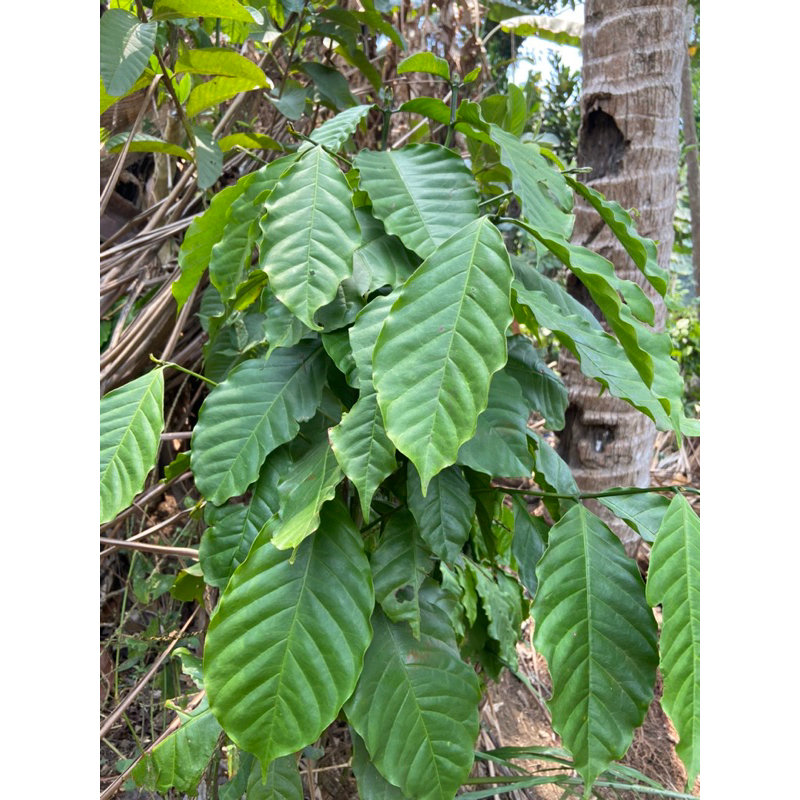 

Daun kopi segar petik langsung 250 gram-az