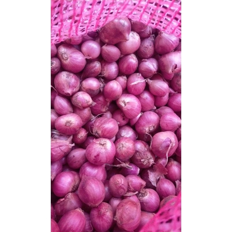 

Bawang merah jenis bima