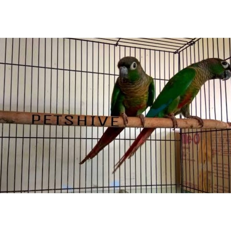 BURUNG GREEN CHEEK CONNUR SEPASANG SIAP TERNAK
