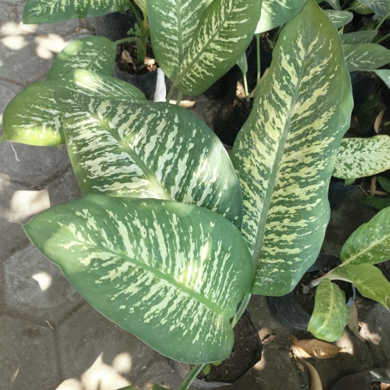 Aglonema Sri Rejeki