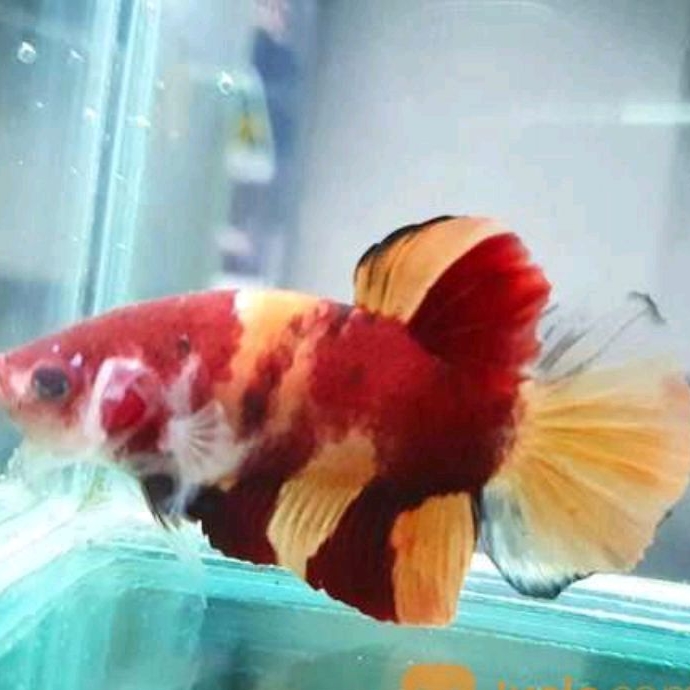 

hiasan cupang plakat nemo top grade pk nemo sz m/l berkualitas