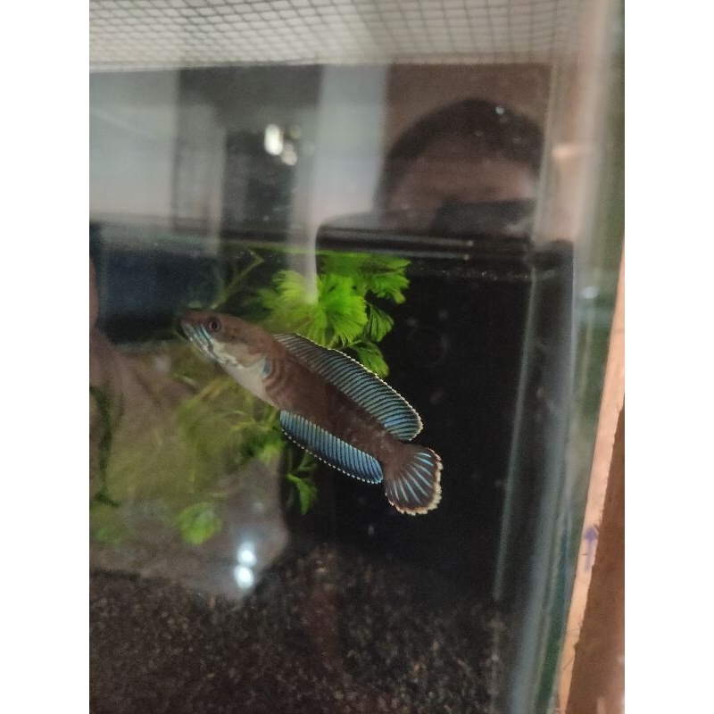 channa andrao 8 cm rimpedas