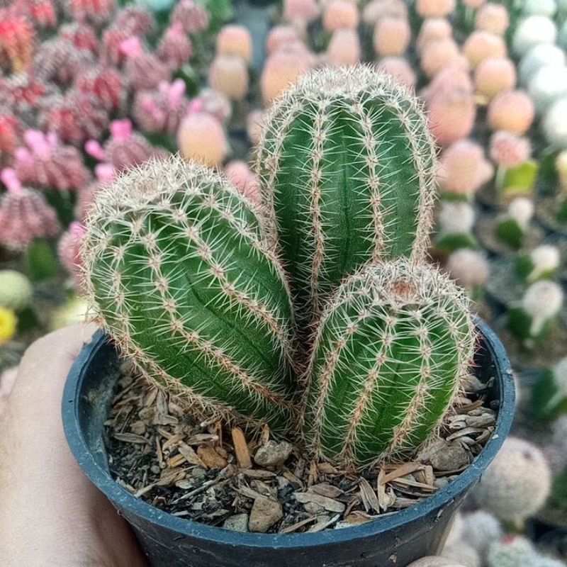 Kaktus Rebutia Torquata Ownroot