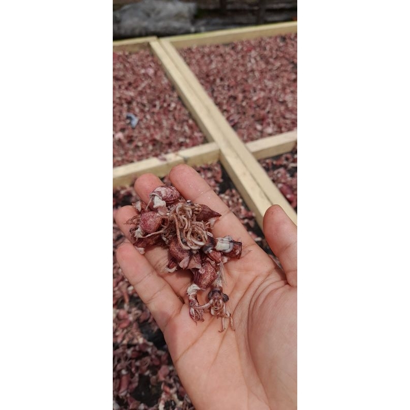 

CUMI ASIN 1KG