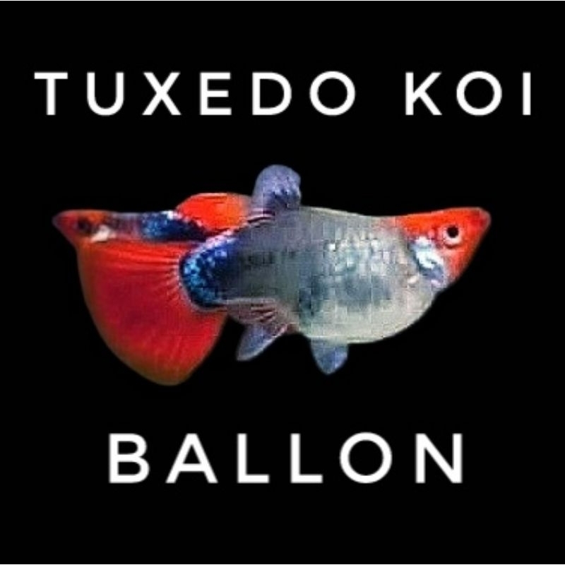 Guppy Tuxedo Koi Ballon Short Body