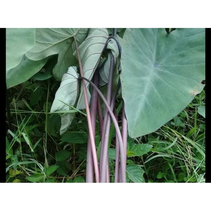 

Daun talas hitam / daun talang wulung segar 10 lembar-az