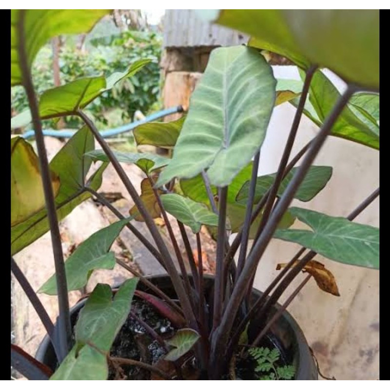 

Daun talas wulung daun talas hitam super segar 20 lembar-az