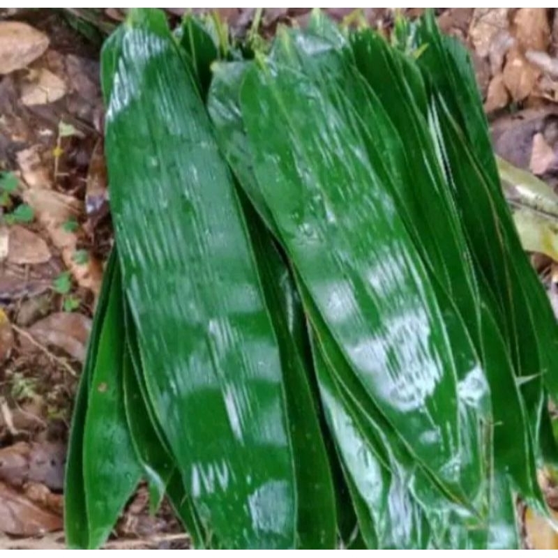 

daun bambu bukus bakcang jumbo perikat isi 50 lembar