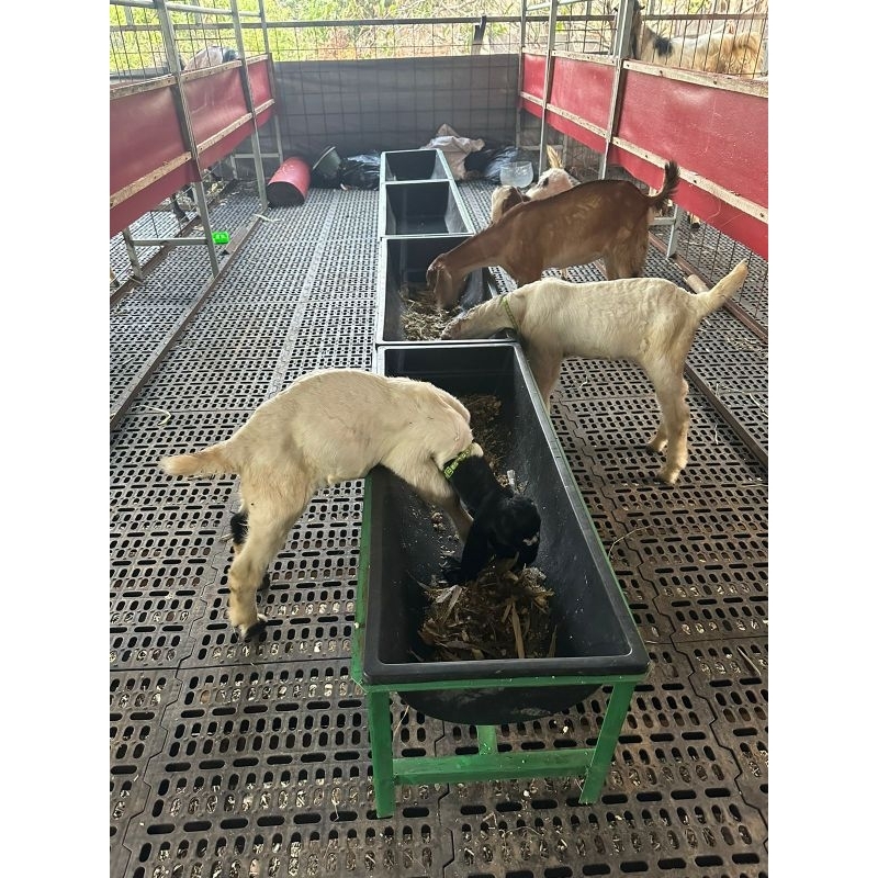 WADAH PAKAN KAMBING DOMBA atau TEMPAT PAKAN KAMBING DOMBA