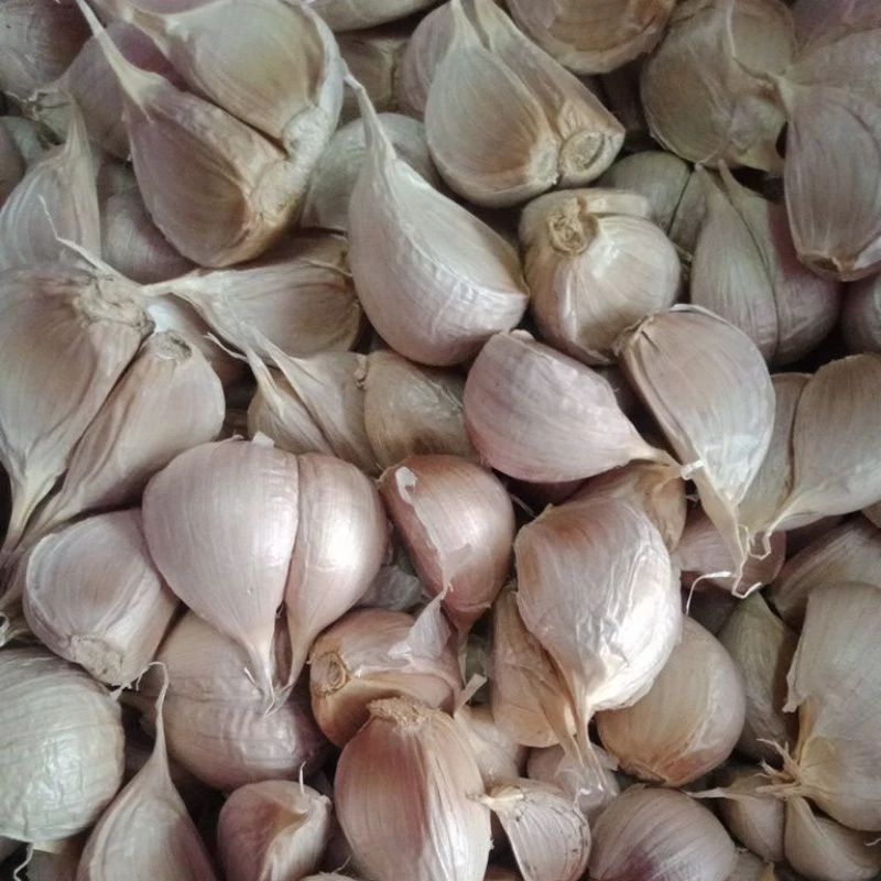 

Bawang Putih Kating 250gr, 500gr, 1kg