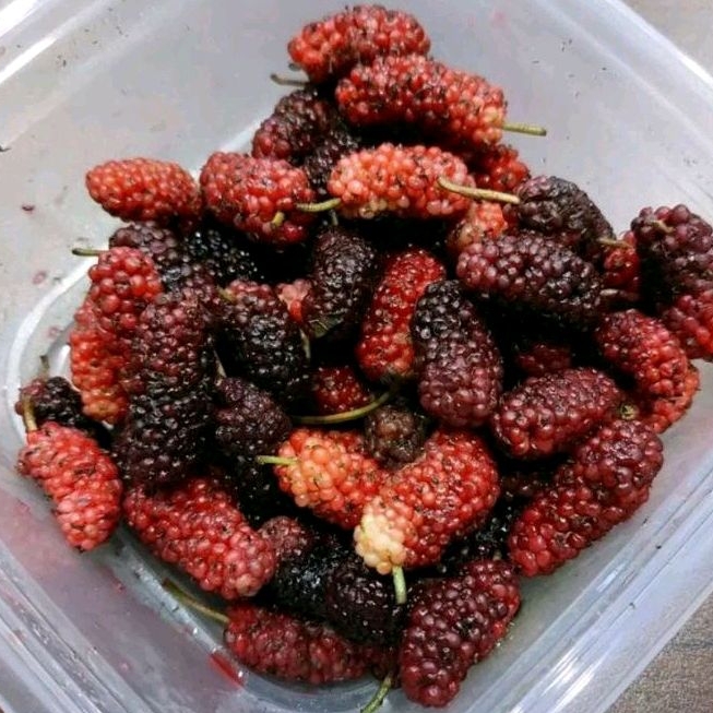 

Buah Murbei Segar 100Gram/Penurun Kolestrol, Mengontrol Gula Darah, mengurangi Resiko Kanker, Sembelit, Dll