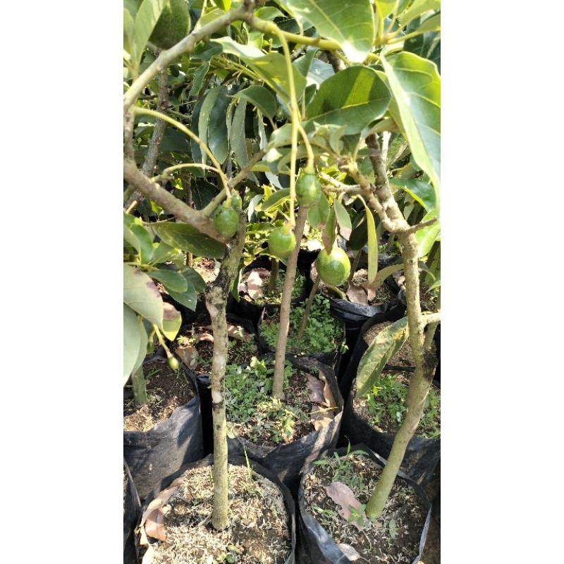 bibit alpukat berbuah|alpukat tabulampot