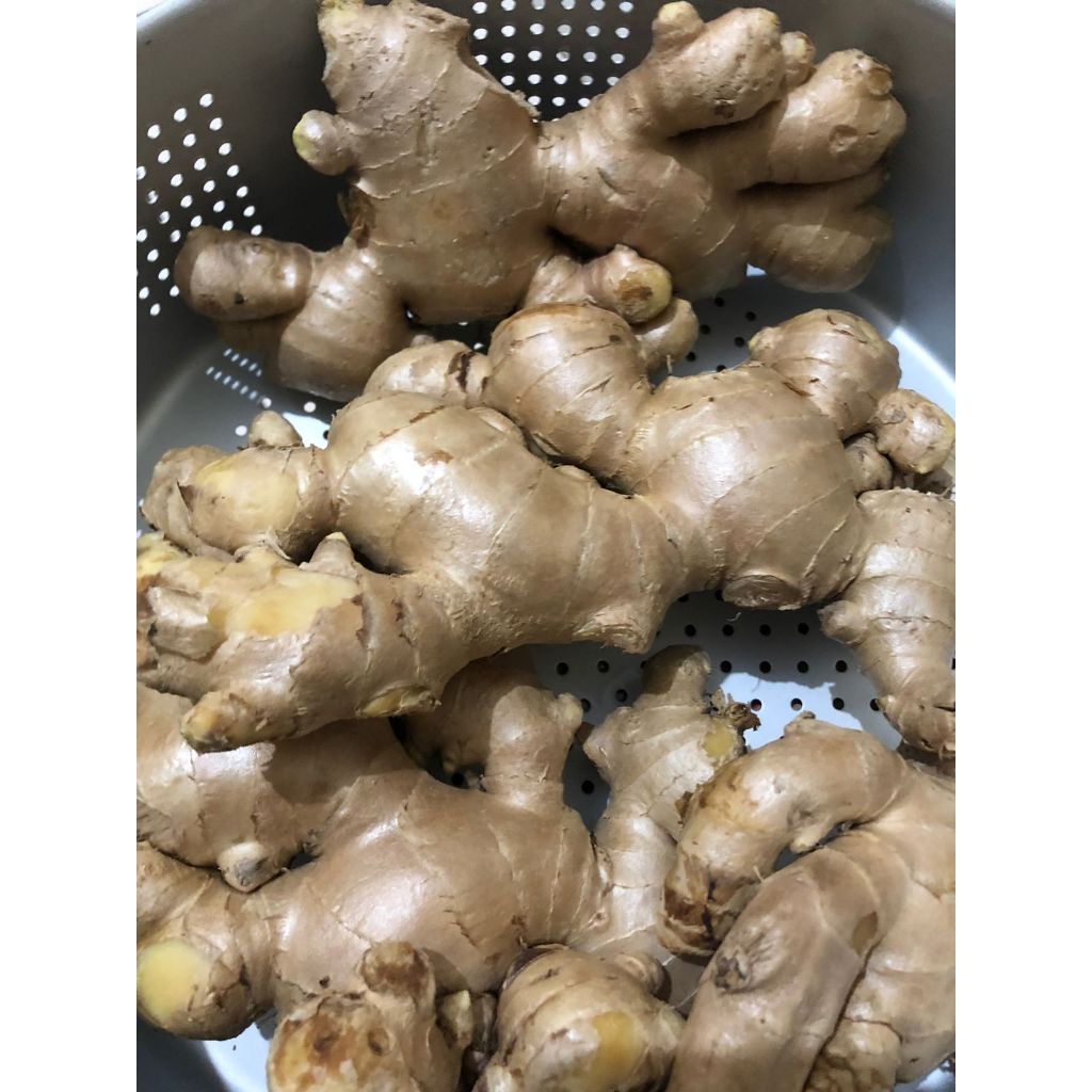 

Jahe Gajah 500 gram