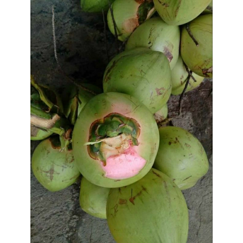 

Degan.ijo