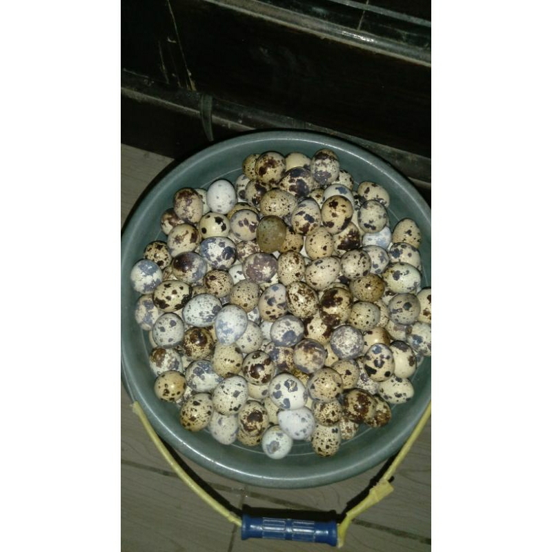 

telur puyuh