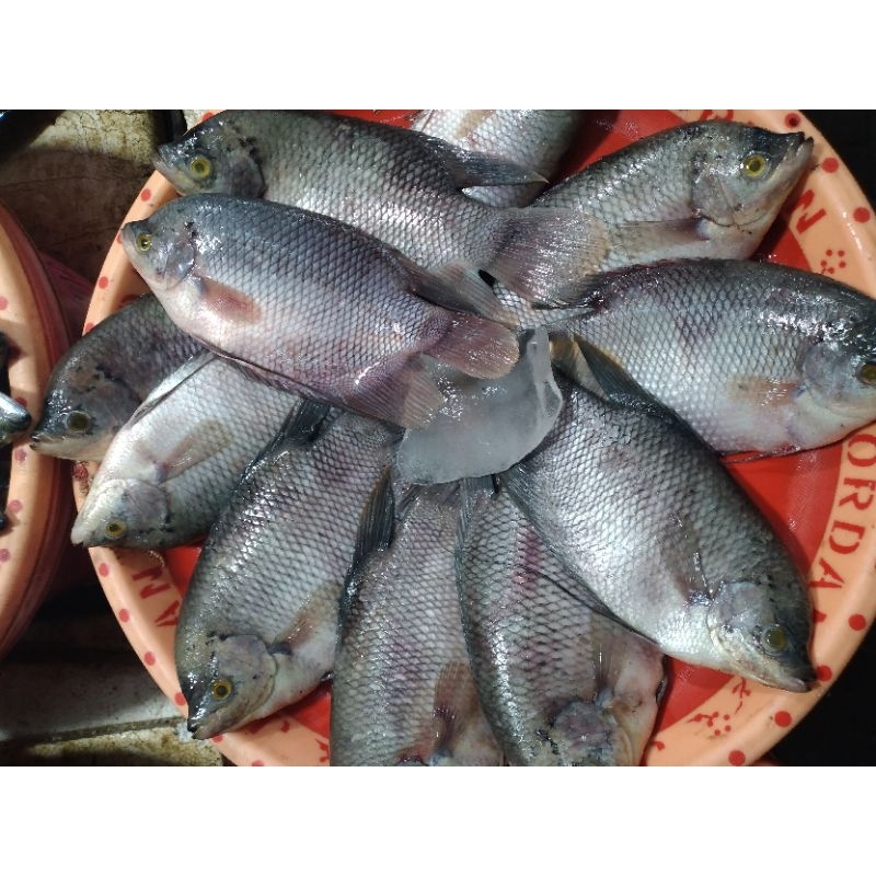 

IKAN GURAME 1KG