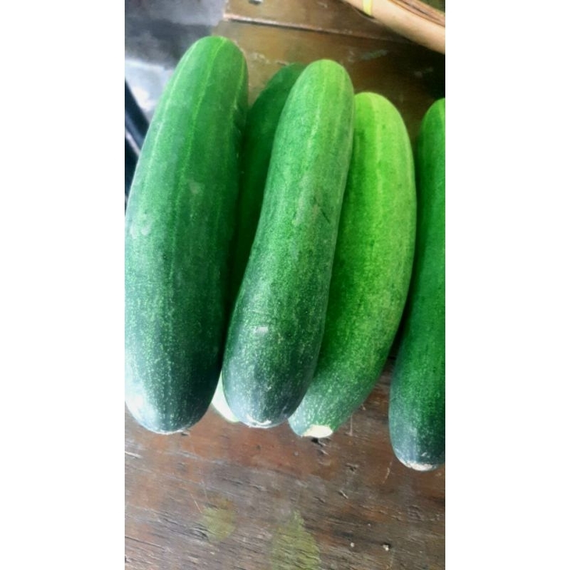 

Ready Stock Timun Siap Kirim