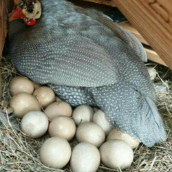 TELUR AYAM HIAS MUTIARA UNTUK DI TETASKAN