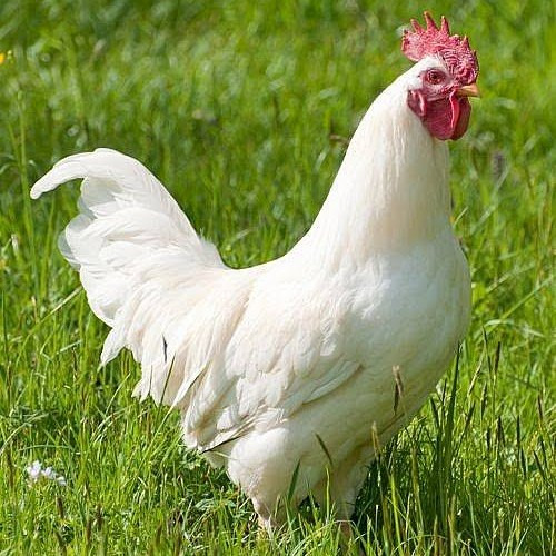 

TELUR AYAM WHITE LEGHORN PETELUR HANDAL UNTUK DITETASKAN