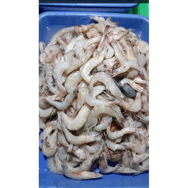 

Udang Api