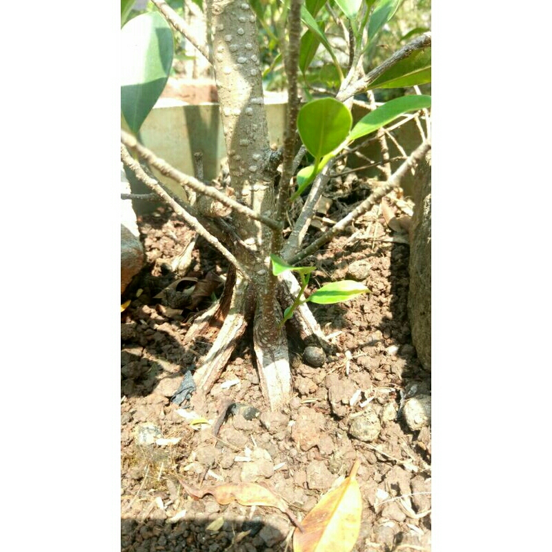 kimeng pecahan 30 ribu bahan bonsai