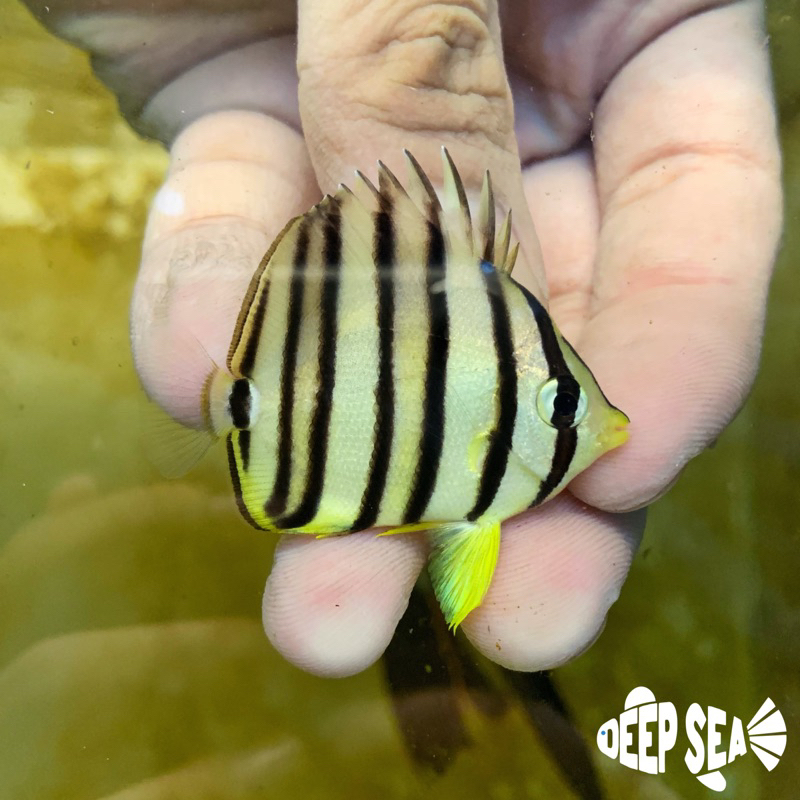 Ikan Hias Air Laut Kepe Strip