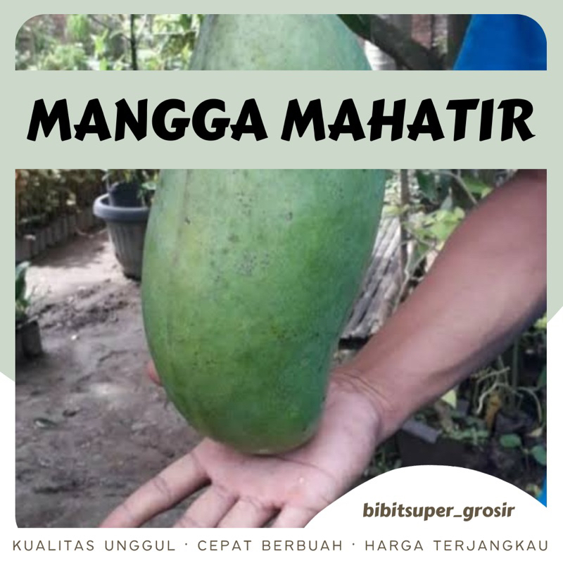 Bibit Tanaman mangga mahatir unggul batang besar